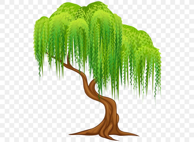 Weeping Willow Salix Alba Tree Wall Decal Clip Art, PNG, 556x600px, Weeping Willow, Decal, Grass, Organism, Plant Download Free