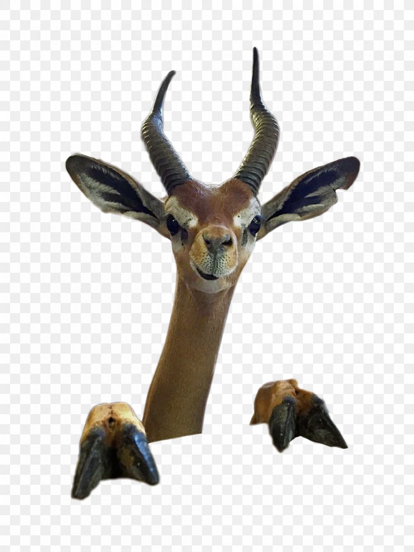 Impala Gazelle Terrestrial Animal Wildlife, PNG, 1000x1333px, Impala, Animal, Antelope, Chevrolet Impala, Cow Goat Family Download Free