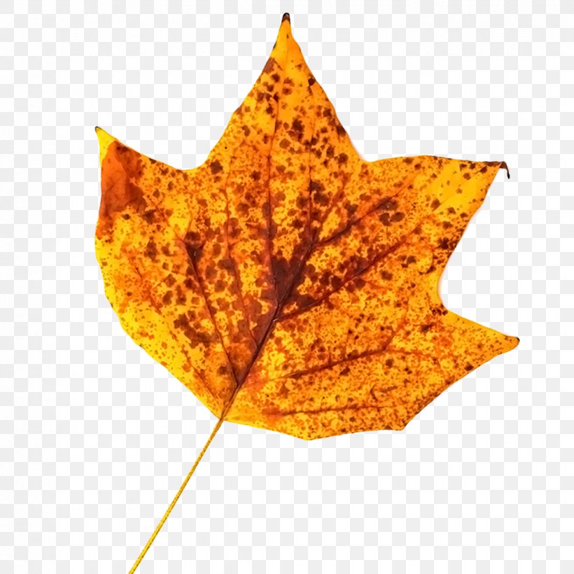 Maple Leaf Yellow, PNG, 1234x1234px, Leaf, Autumn, Autumn Leaf Color, Autumn Leaves, Color Download Free