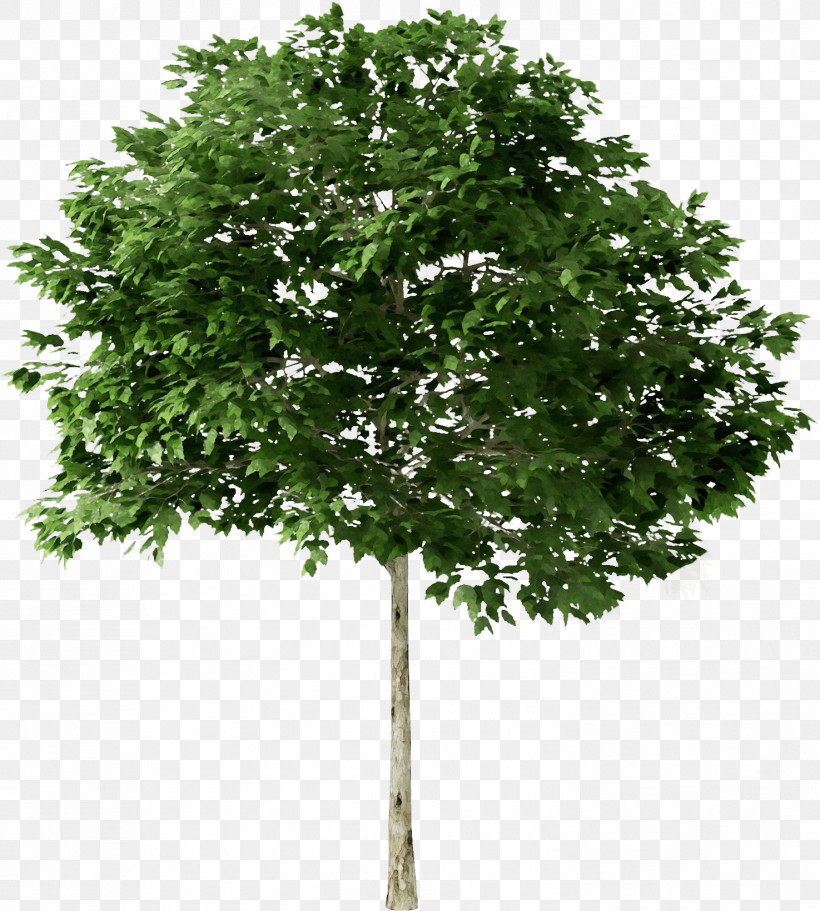 Quercus Suber Tree Plants Ash American Sycamore, PNG, 1475x1640px, Watercolor, American Sycamore, Ash, Birch, Oak Download Free