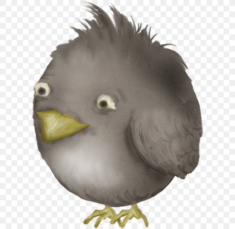 Bird Galliformes Clip Art, PNG, 598x800px, Bird, Beak, Bird Of Prey, Chicken, Fauna Download Free