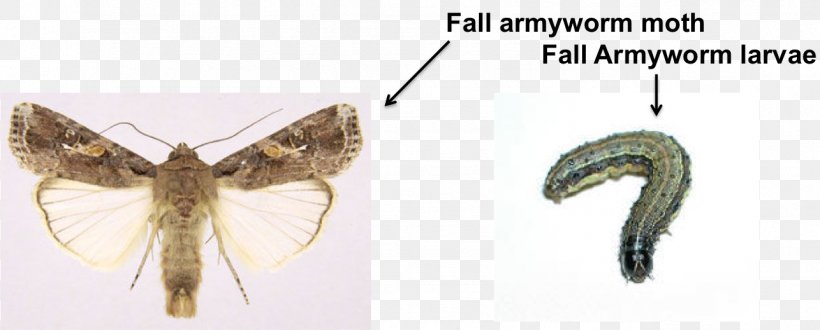Butterflies And Moths Insect Fall Armyworm African Armyworm Arthropod, PNG, 1286x519px, Butterflies And Moths, African Armyworm, Animal, Appendage, Arthropod Download Free