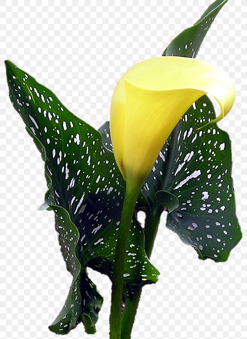 Arum Lilies Cut Flowers Arum-lily, PNG, 795x1125px, Arum Lilies, Alismatales, Arum, Arum Family, Arumlily Download Free