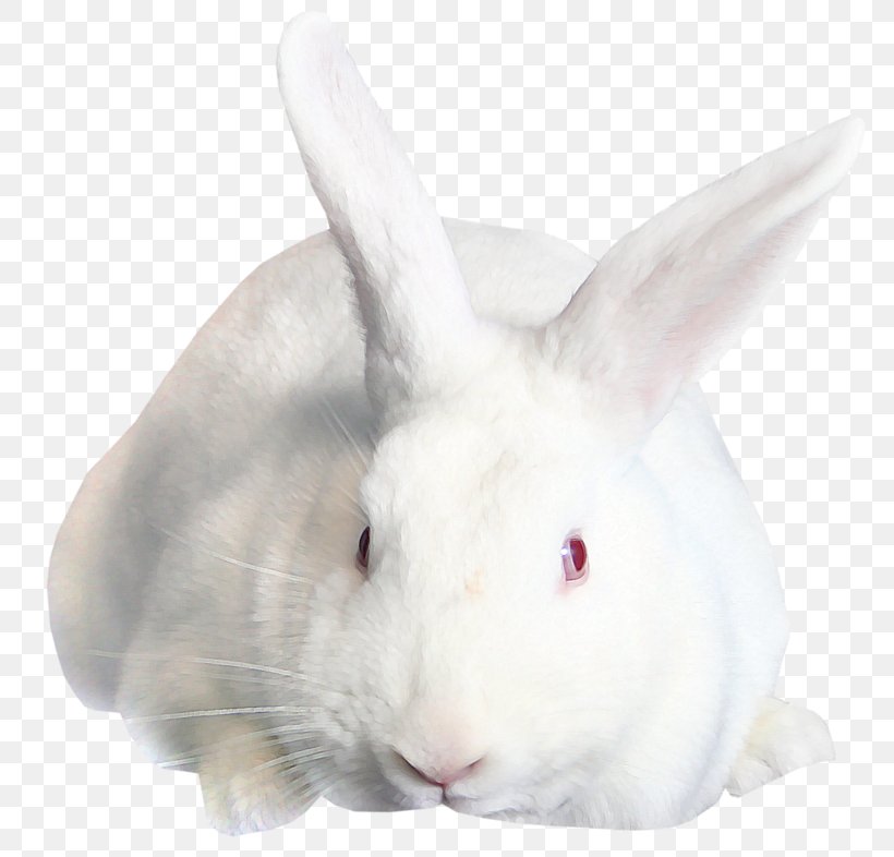 Domestic Rabbit Hare, PNG, 800x786px, Domestic Rabbit, Hare, Image File Formats, Mammal, Rabbit Download Free