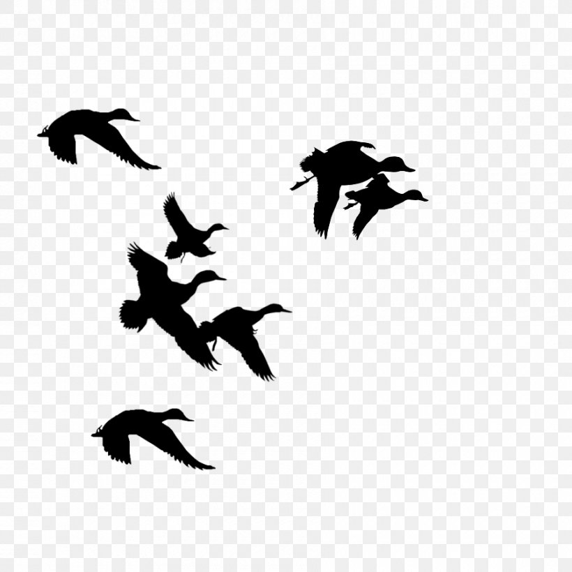 Donald Duck Mallard Silhouette Clip Art, PNG, 900x900px, Donald Duck, Beak, Bird, Black, Black And White Download Free