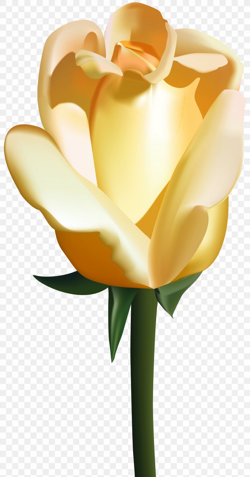 Flower Rose Clip Art, PNG, 4188x8000px, Centifolia Roses, Blog, Calas, Cut Flowers, Floral Design Download Free