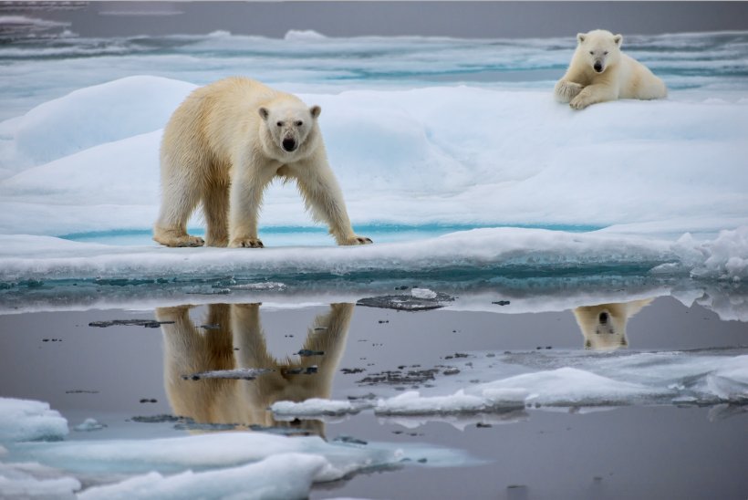 Polar Bear Arctic Ocean North Pole Global Warming Animal, PNG, 1888x1262px, Polar Bear, Animal, Arctic, Arctic Ocean, Bear Download Free