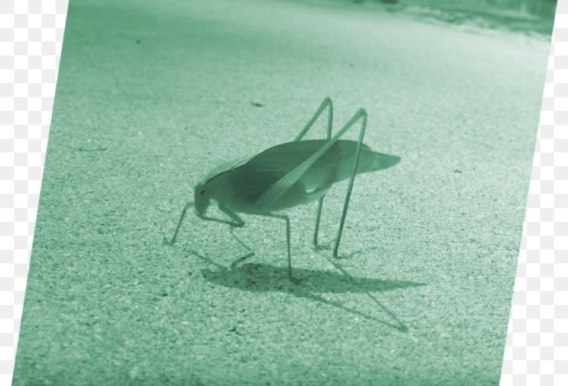 Water Bird Green Beak Teal, PNG, 800x557px, Bird, Beak, Fauna, Grass, Green Download Free