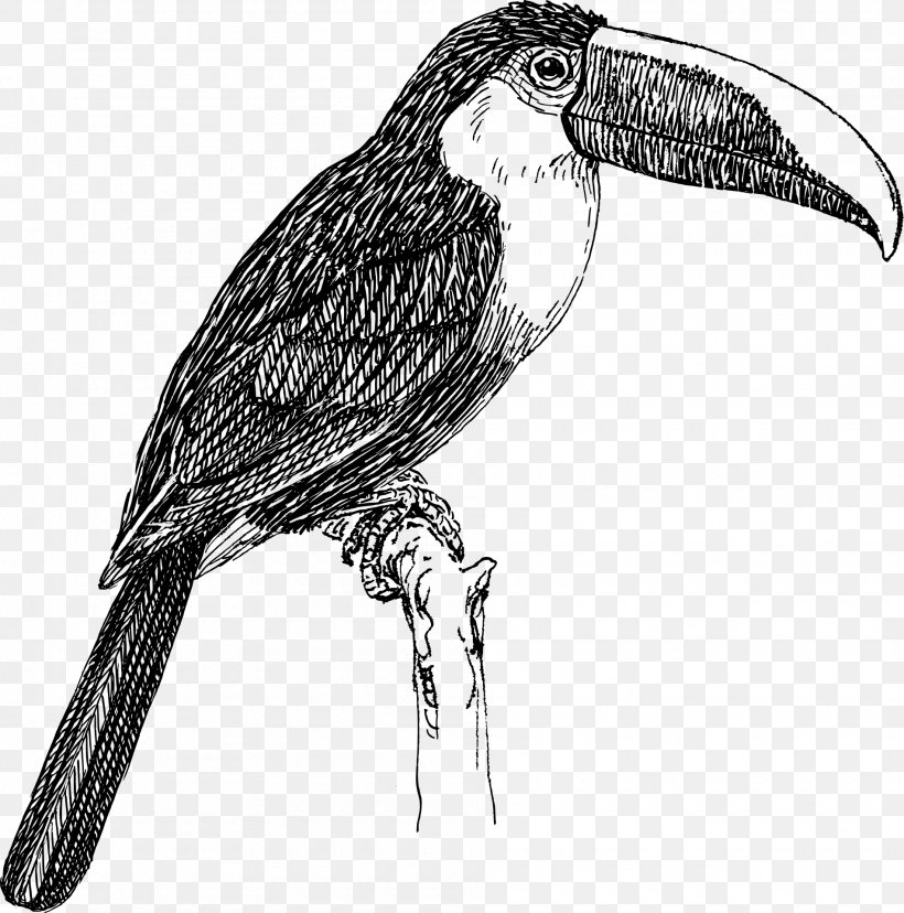 Bird White-throated Toucan Clip Art, PNG, 1900x1920px, Bird, Beak, Bird Of Prey, Black And White, Channelbilled Toucan Download Free