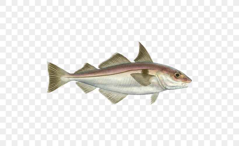 Cod Haddock Scrod Seafood Watch 09777, PNG, 500x500px, Cod, Anchovy, Atlantic Cod, Atlantic Ocean, Barramundi Download Free