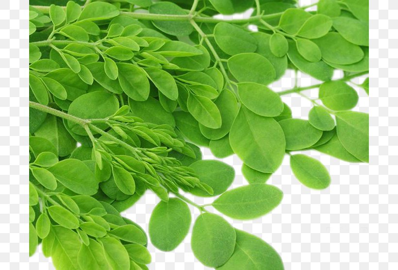 Drumstick Tree Nutrient Leaf Superfood Herb, PNG, 700x556px, Drumstick Tree, Disease, Eating, Food, Grass Download Free