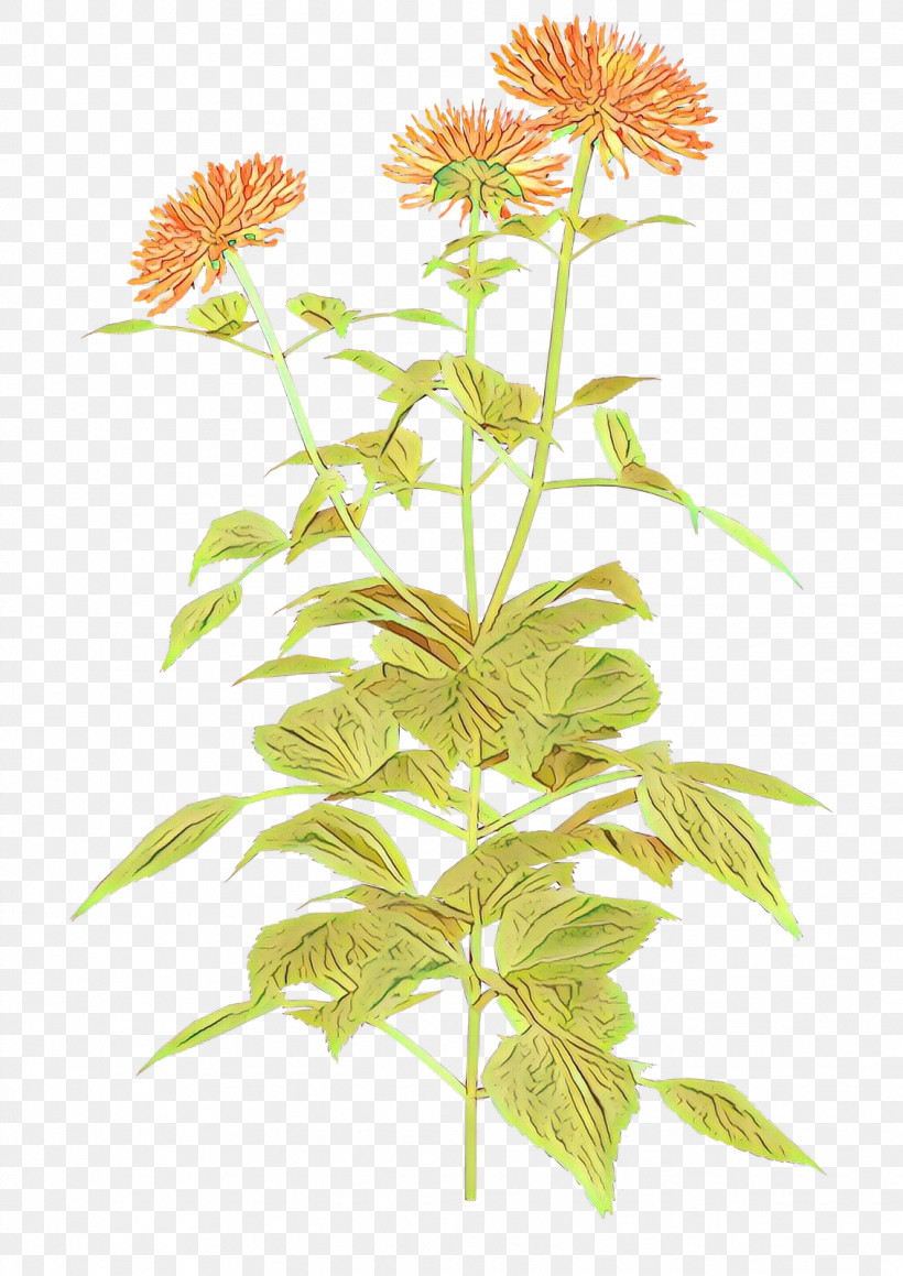 Flower Plant Plant Stem Herbaceous Plant Perennial Plant, PNG, 1132x1600px, Flower, Herbaceous Plant, Perennial Plant, Plant, Plant Stem Download Free