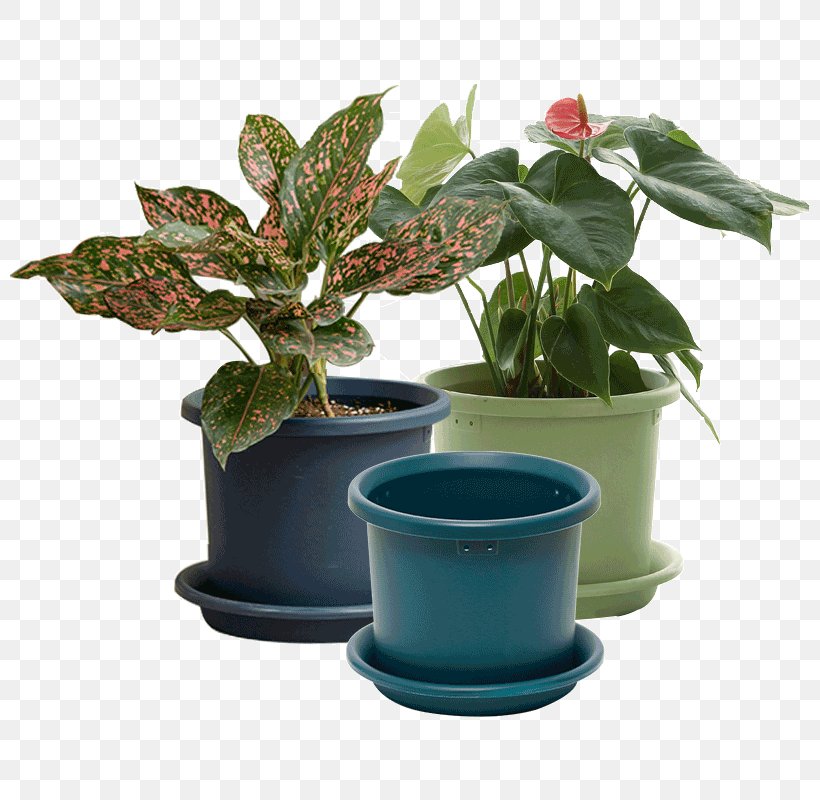 Flowerpot Leaf Houseplant Herb, PNG, 800x800px, Flowerpot, Herb, Houseplant, Leaf, Plant Download Free