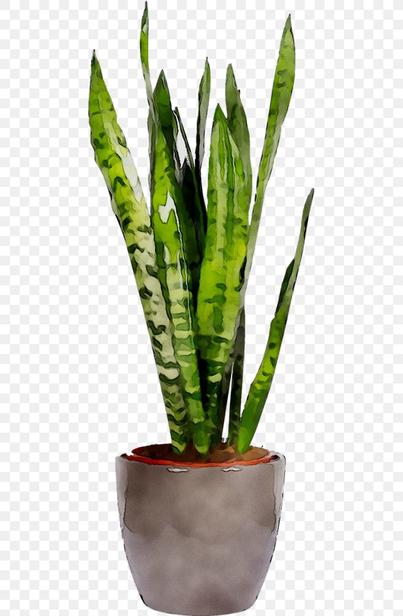 Viper's Bowstring Hemp Sansevieria Cylindrica Houseplant Sansevieria Zeylanica Flowerpot, PNG, 773x1253px, Vipers Bowstring Hemp, Aloe, Anthurium, Botany, Bow Download Free