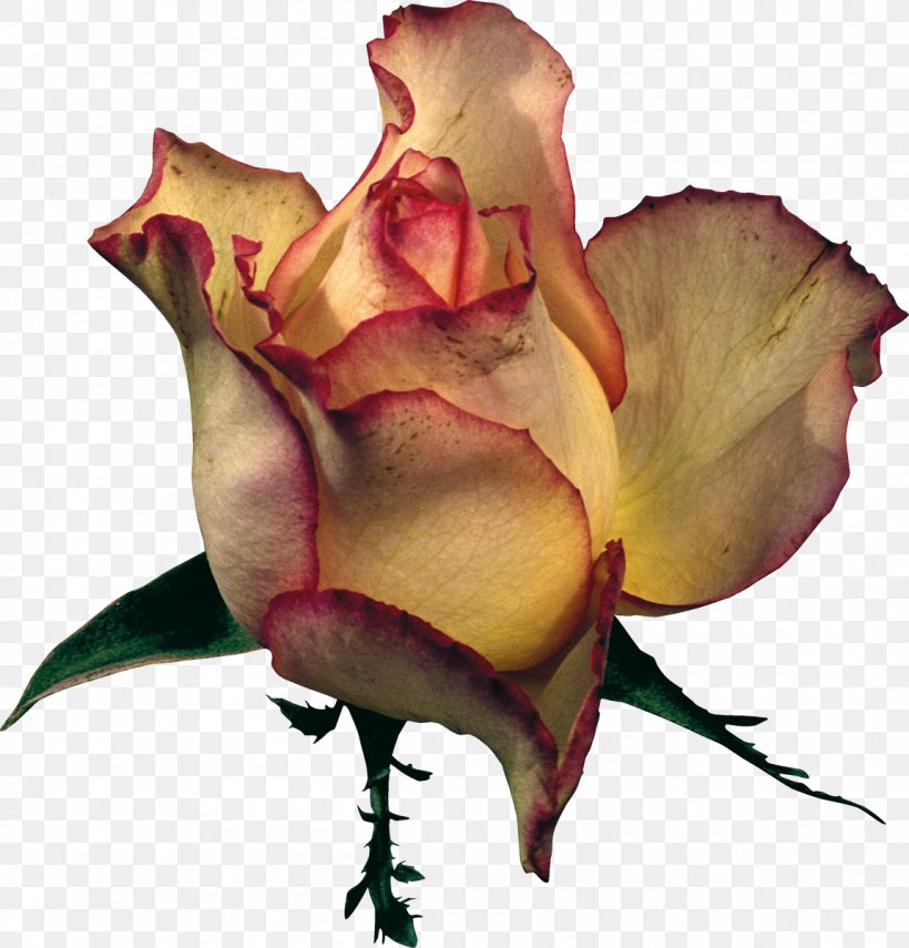 Beach Rose Flower Garden Roses Clip Art, PNG, 1150x1200px, Beach Rose, Blume, Bud, Cut Flowers, Flora Download Free