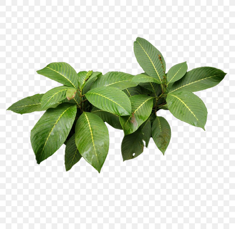 Herb Vegetable Liqueur Basil Leaf, PNG, 800x800px, Herb, Basil, Ginger, Gratis, Herbalism Download Free
