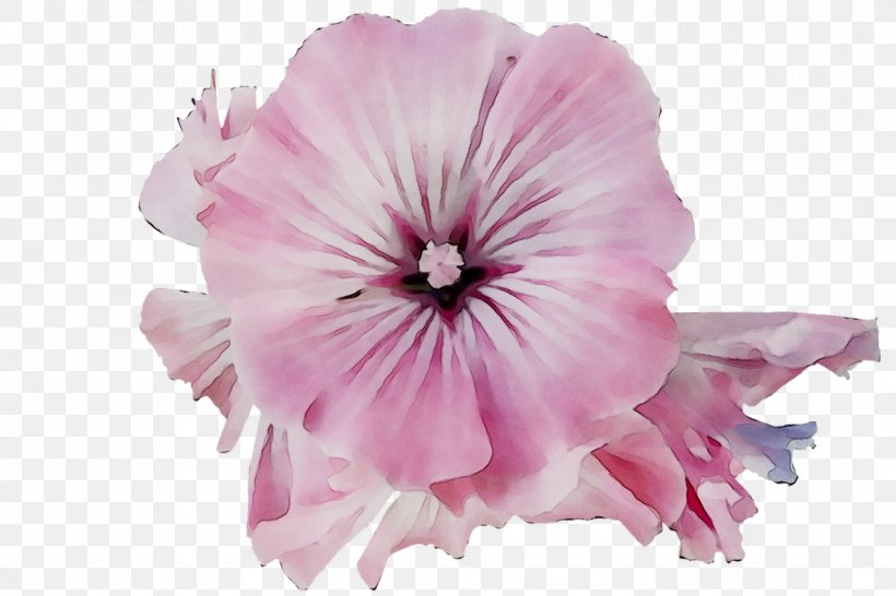 Pink M Cut Flowers Herbaceous Plant Family M Invest D.o.o., PNG, 1279x853px, Pink M, Cut Flowers, Family M Invest Doo, Flower, Flowering Plant Download Free