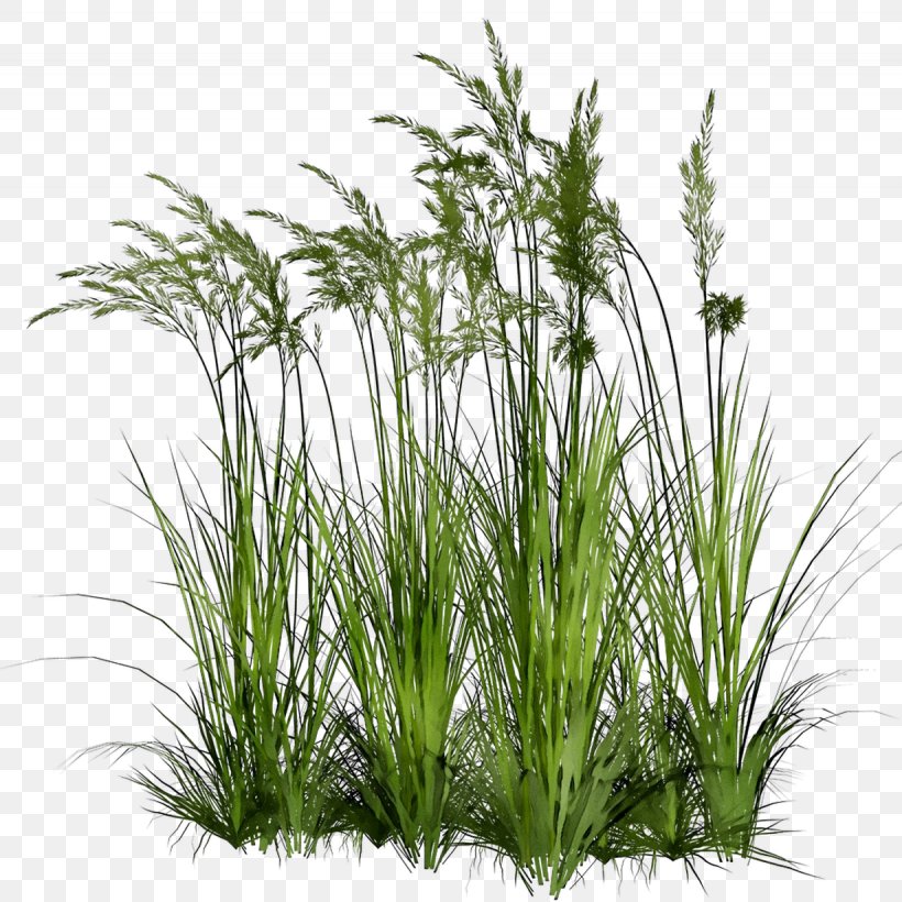 Sweet Grass Centerblog Clip Art Image, PNG, 1230x1231px, Sweet Grass, Aquarium Decor, Blog, Centerblog, Chrysopogon Download Free