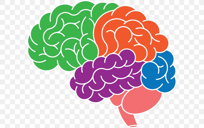Brain Clip Art Mon Cerveau Superstar: Le Seul Organe Irremplaçable Neuroplasticity Image, PNG, 601x516px, Watercolor, Cartoon, Flower, Frame, Heart Download Free