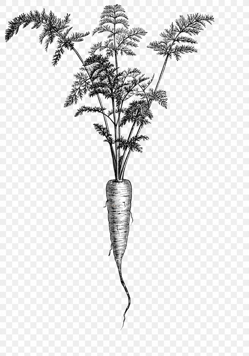 Carrot Drawing The Illustrated Dictionary Of Gardening Botanical Illustration Clip Art, PNG, 1500x2143px, Carrot, Arracacia Xanthorrhiza, Beetroot, Black And White, Botanical Illustration Download Free