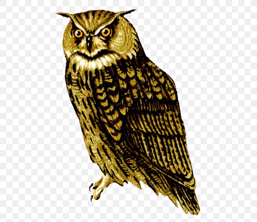 Great Horned Owl Clip Art Barred Owl, PNG, 494x709px, Owl, Barn Owl, Barred Owl, Beak, Bird Download Free