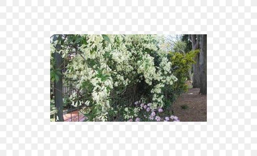 Shrub Flower Tree Evergreen Lilac, PNG, 500x500px, Shrub, Evergreen, Flower, Flowering Plant, Herb Download Free