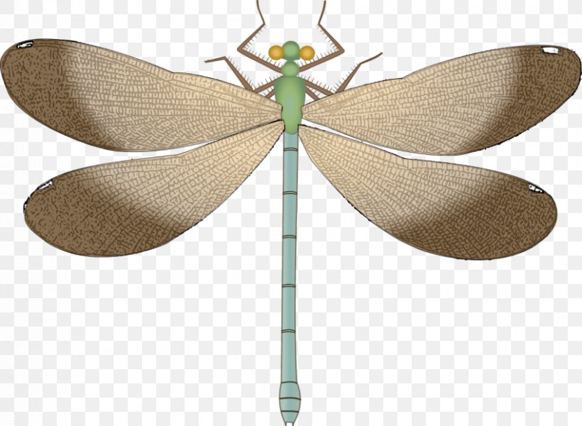 Dragonfly Insect Clip Art Vector Graphics, PNG, 850x622px, Dragonfly, Animal, Arthropod, Damselflies, Digital Image Download Free