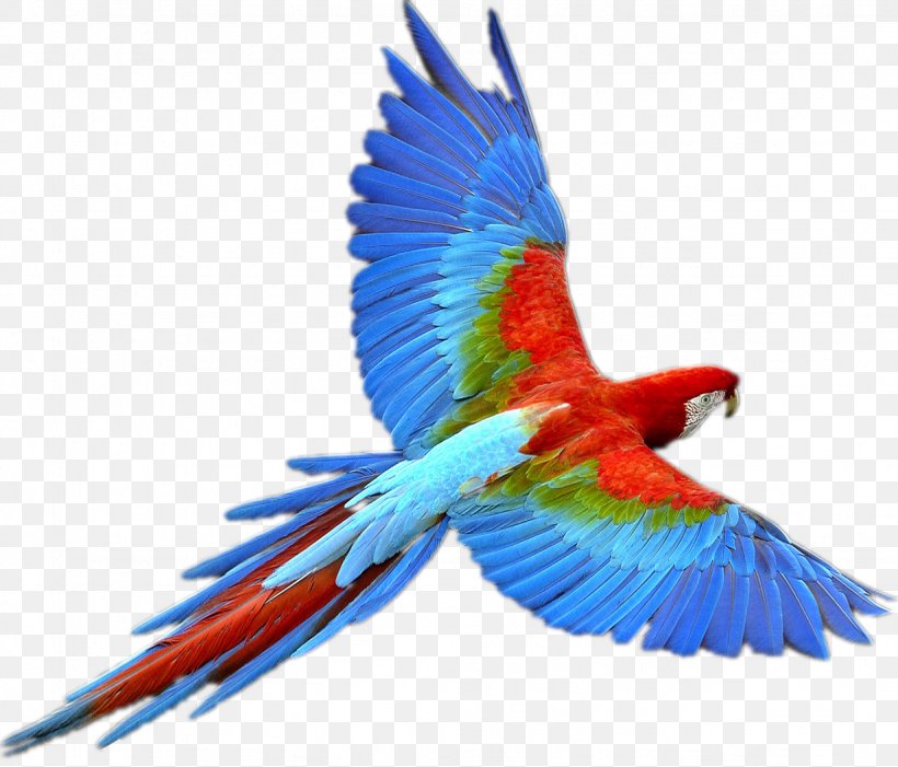Parrot Bird Flight, PNG, 1231x1053px, Parrot, Beak, Bird, Bird Flight, Common Pet Parakeet Download Free