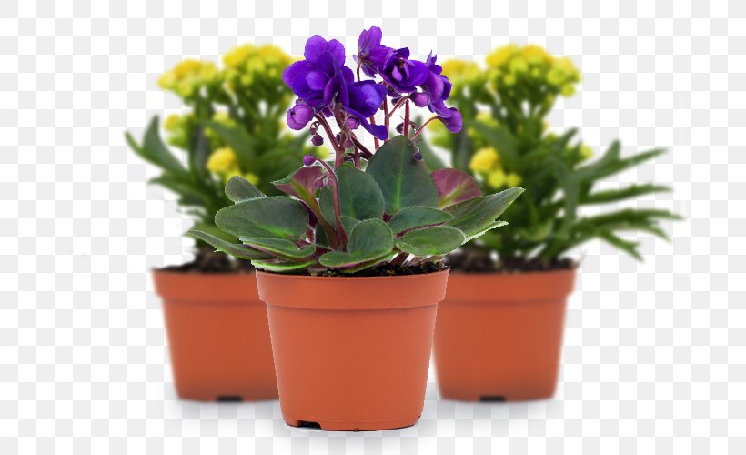 Southampton Sight Flowerpot Visual Perception Charitable Organization Vision Loss, PNG, 700x500px, Flowerpot, Charitable Organization, Flower, Houseplant, Plant Download Free