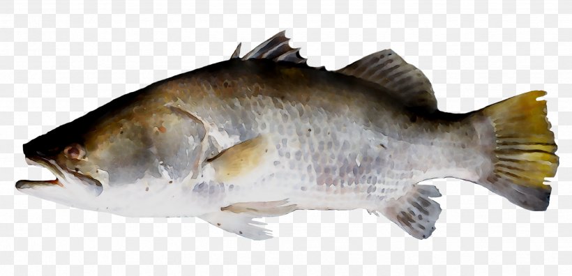 Common Carp Fish Barramundi Tilapia, PNG, 2471x1194px, Common Carp, Barramundi, Bass, Bonyfish, Drawing Download Free