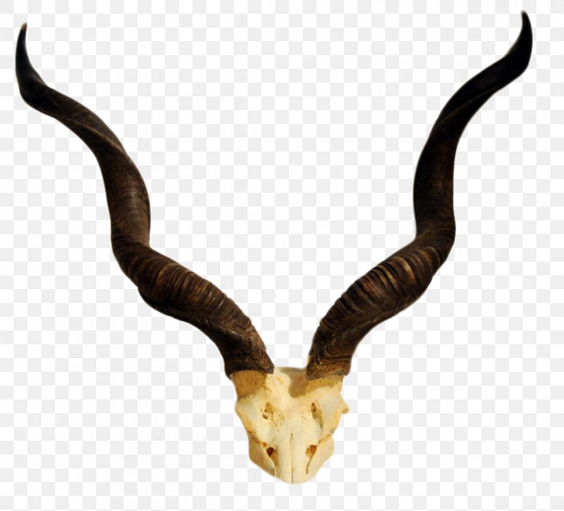 Horn Antelope Greater Kudu Skull, PNG, 1105x1000px, Horn, Animal, Animal Product, Antelope, Antler Download Free