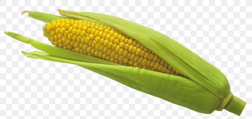 Maize Clip Art, PNG, 3120x1483px, Flint Corn, Cereal, Commodity, Corn On The Cob, Corncob Download Free