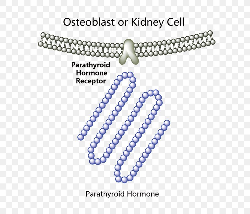 Parathyroid Hormone Parathyroid Gland Abaloparatide Teriparatide Pasireotide, PNG, 700x700px, Parathyroid Hormone, Abaloparatide, Blue, Body Jewelry, Fashion Accessory Download Free