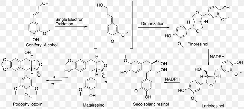 Podophyllotoxin Biosynthesis Lignan Etoposide Coniferyl Alcohol, PNG, 8682x3894px, Podophyllotoxin, Antineoplastic, Area, Auto Part, Biosynthesis Download Free