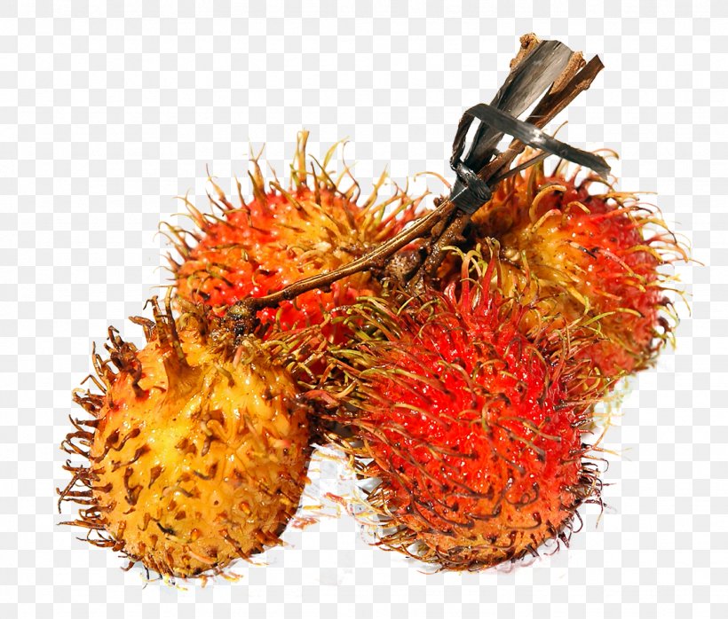 Rambutan Fruit, PNG, 1128x961px, Rambutan, Auglis, Food, Fruit, Longan Download Free