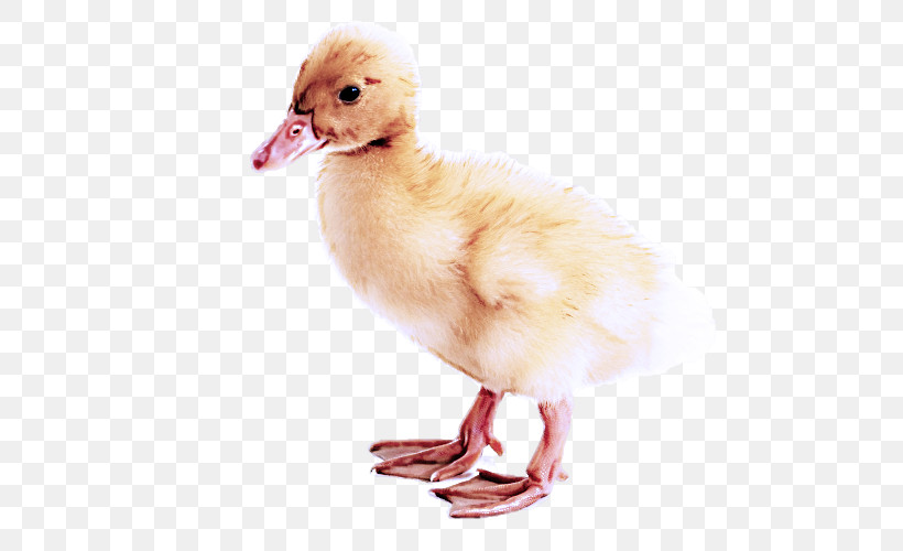 Bird Duck Water Bird Beak Pink, PNG, 800x500px, Bird, Beak, Duck, Ducks Geese And Swans, Goose Download Free