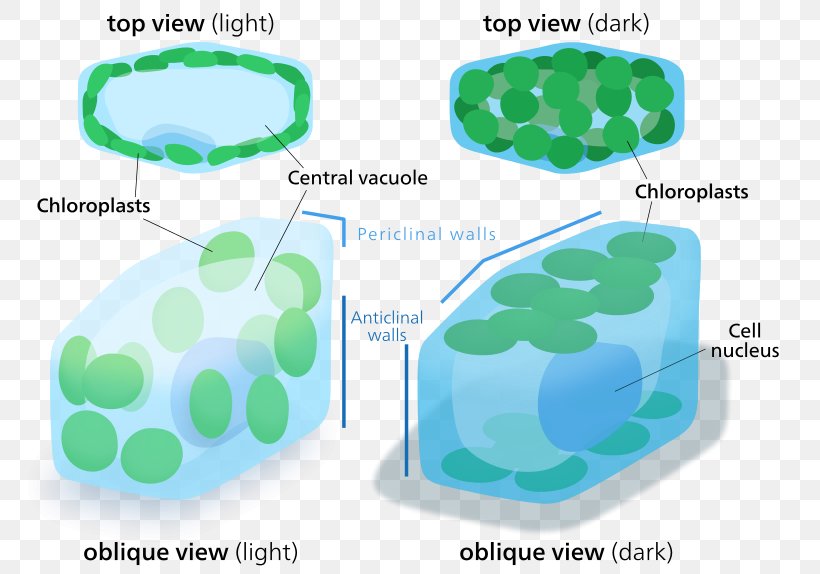 Chloroplast Plant Cell Organelle, PNG, 800x574px, Chloroplast, Algae, Cell, Cell Membrane, Cytoplasm Download Free