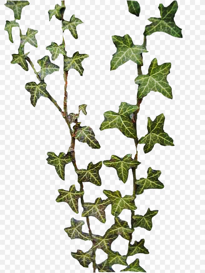 Common Ivy Hedera Nepalensis Hedera Hibernica Hedera Rhombea Hedera Canariensis, PNG, 1000x1333px, Common Ivy, Apiales, Araliaceae, Branch, Flower Download Free