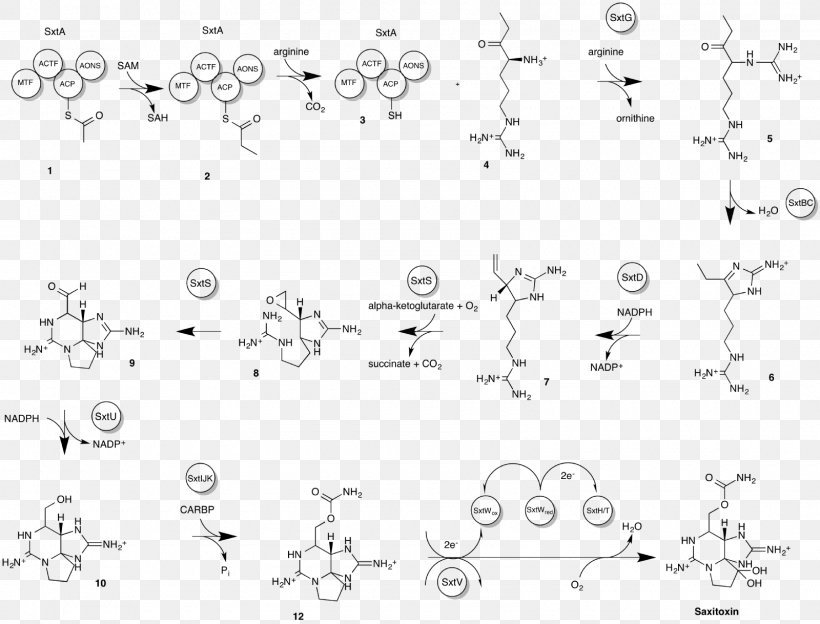 Saxitoxin Tetrodotoxin Diagram Paralytic Shellfish Poisoning, PNG, 1600x1218px, Saxitoxin, Area, Biosynthesis, Black And White, Chemical Synthesis Download Free