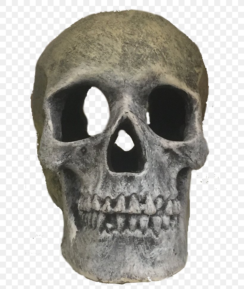 Skull Skeleton, PNG, 648x972px, Skull, Bone, Jaw, Skeleton, Snout Download Free