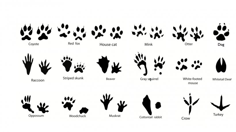 Squirrel Dog Animal Track Footprint Clip Art, PNG, 1920x1080px, Squirrel, Animal, Animal Track, Black, Black And White Download Free