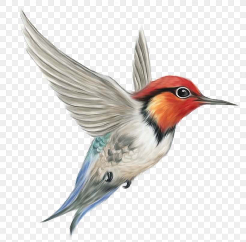 Hummingbird Parrot Columbidae, PNG, 1442x1422px, Bird, Beak, Columbidae, Coraciiformes, Fauna Download Free