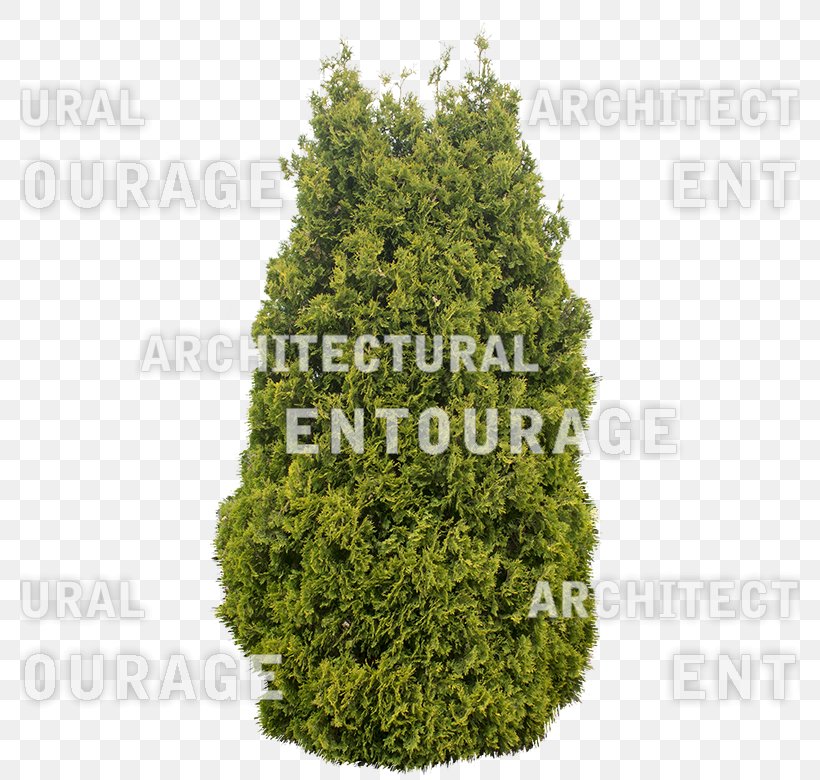 Spruce Conifers Tree Shrub, PNG, 780x780px, Spruce, Bark, Branch, Conifer, Conifer Cone Download Free
