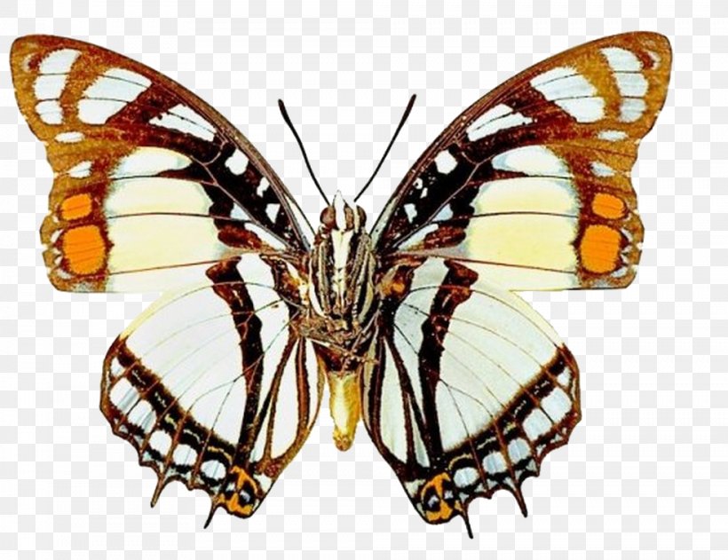 Butterfly Paper Printing Printmaking Drawing, PNG, 984x758px, Butterfly, Arthropod, Brush Footed Butterfly, Butterflies And Moths, Creativity Download Free