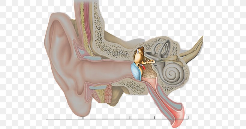 Hearing Inner Ear Middle Ear Outer Ear, PNG, 646x430px, Watercolor, Cartoon, Flower, Frame, Heart Download Free