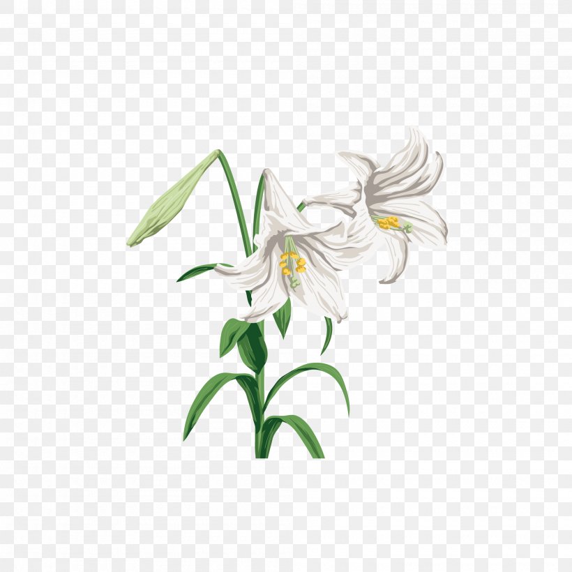 Lilium Graphic Design, PNG, 2000x2000px, Lilium, Amaryllis Belladonna, Art, Fawn Lily, Flora Download Free