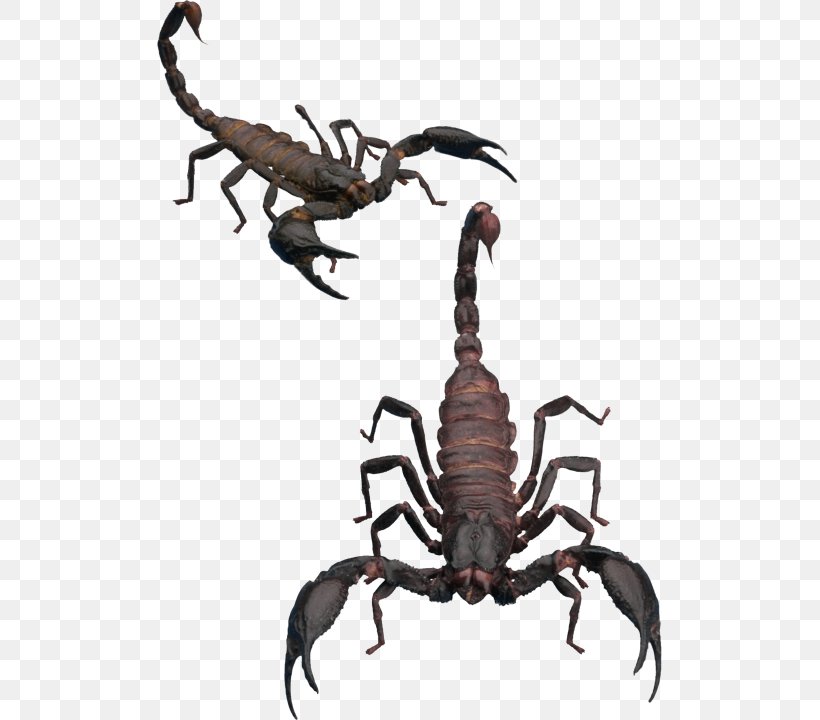 Scorpion Invertebrate Clip Art, PNG, 505x720px, Scorpion, Arachnid, Arthropod, Display Resolution, Heterometrus Download Free