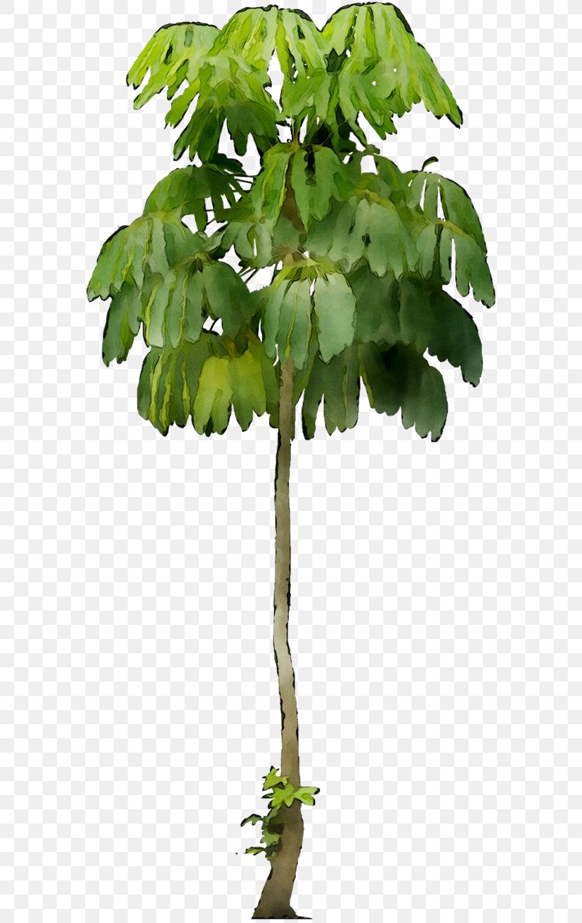 Dwarf Umbrella Tree Schefflera Actinophylla Image, PNG, 581x1300px, Dwarf Umbrella Tree, Araliaceae, Fig, Flower, Flowering Plant Download Free