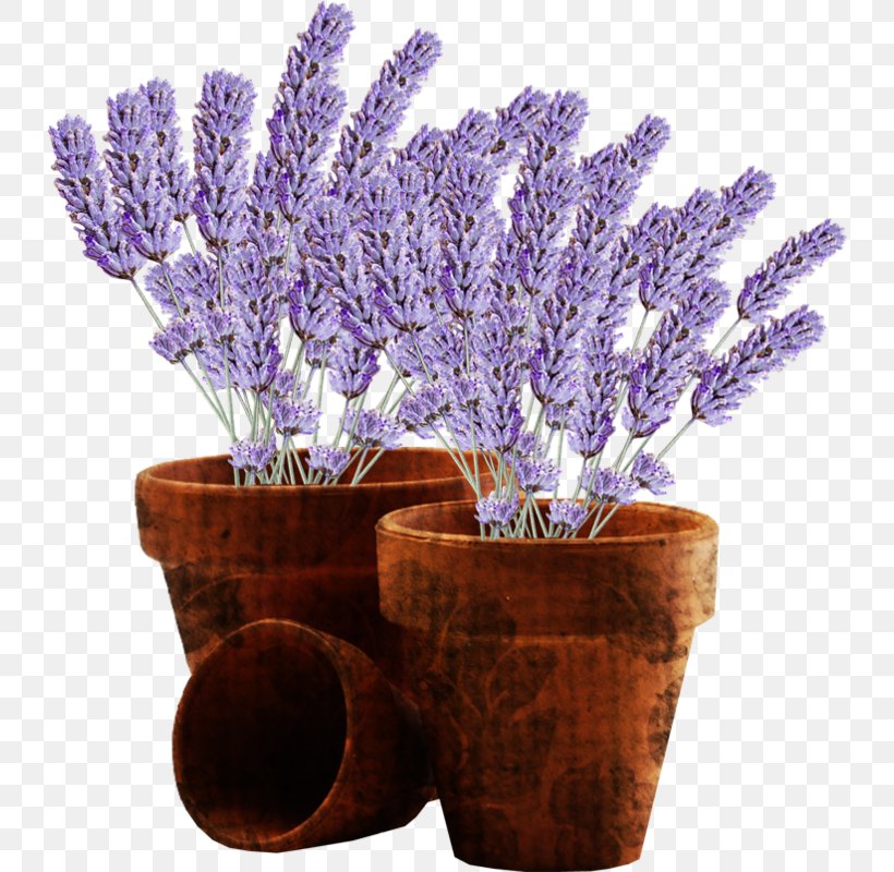 Flowerpot Clip Art, PNG, 734x800px, Flowerpot, Crock, English Lavender, Flower, Lavender Download Free