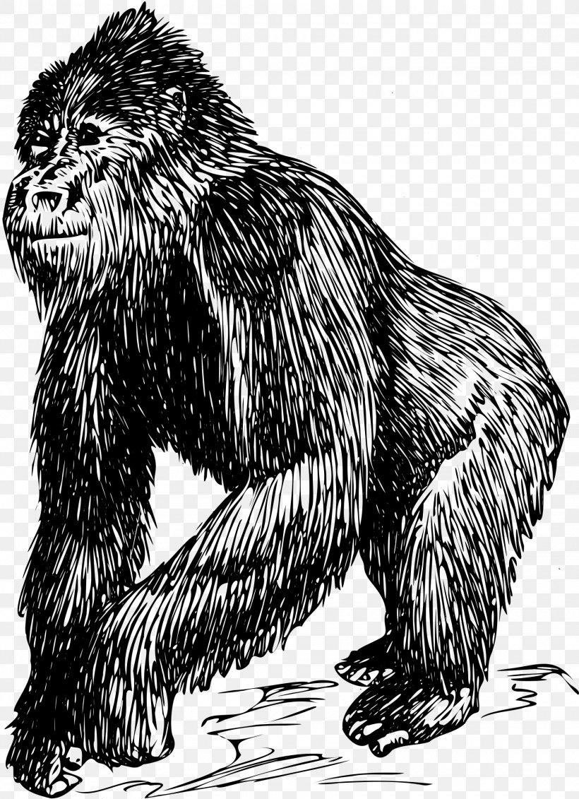 Mountain Gorilla Drawing Ape Clip Art, PNG, 1740x2400px, Gorilla, Ape, Art, Bear, Beaver Download Free